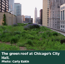 The green roof at Chicago's City Hall. Photo: Carly Eakin